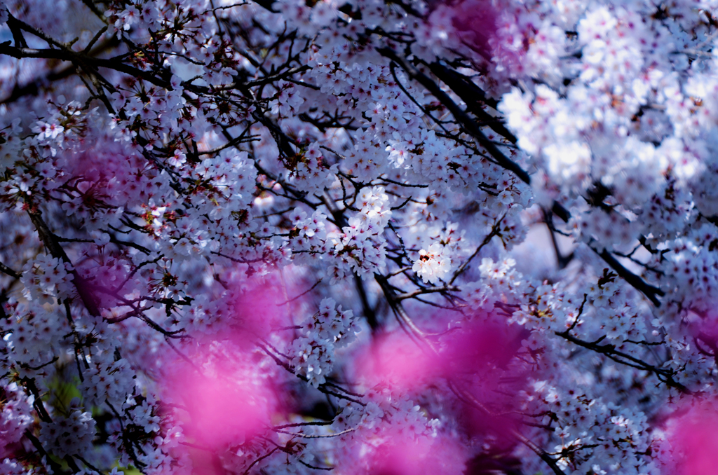・・・越しの桜 1