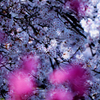 ・・・越しの桜 1