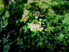 スポットライト