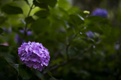 善峯寺の紫陽花1