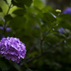 善峯寺の紫陽花1