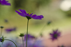 秋桜5