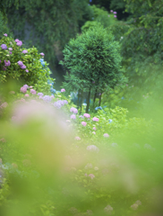 善峯寺の紫陽花8