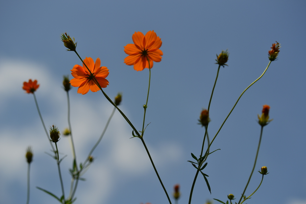 空と花