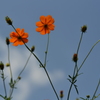 空と花