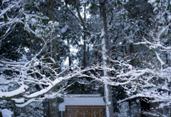 雪の京都　新熊野神社5