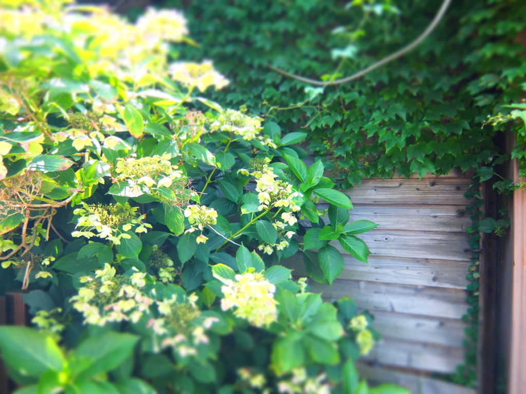 あじさいのある風景