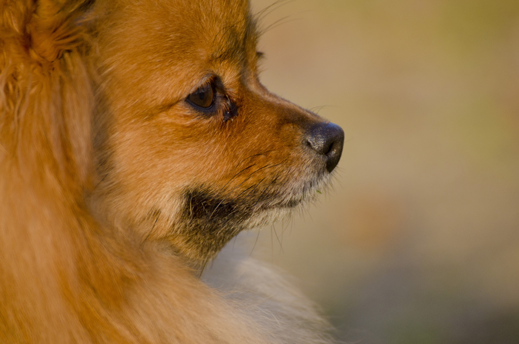 わんわんわんこ　2