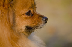 わんわんわんこ　2