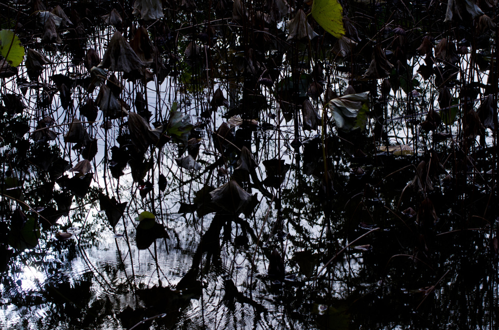 ドラマチックな蓮池