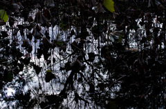 ドラマチックな蓮池