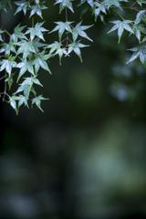 雨に濡れた青紅葉4