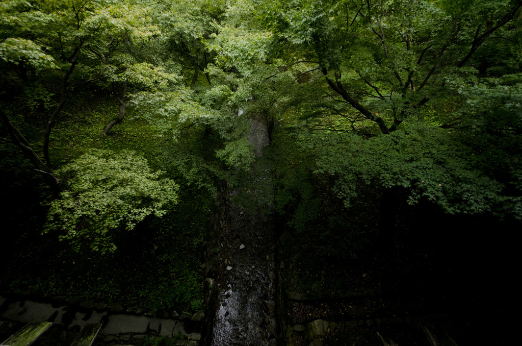 東福寺の橋の上より