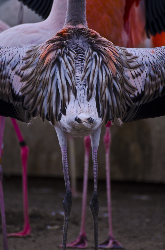 フラミンゴ　羽根を広げる