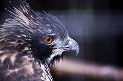 タカさんの雄姿