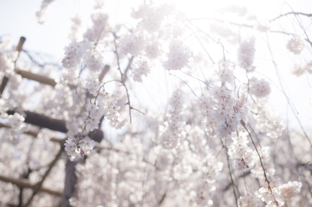 桜のシャワー