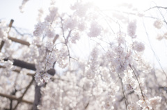 桜のシャワー