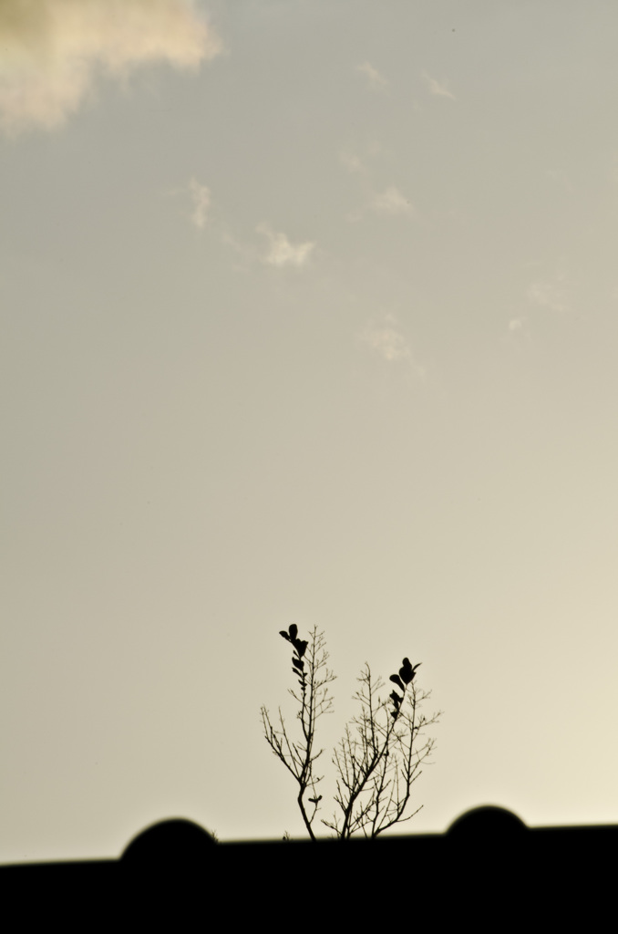 屋根の上からこんにちは