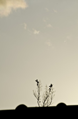 屋根の上からこんにちは