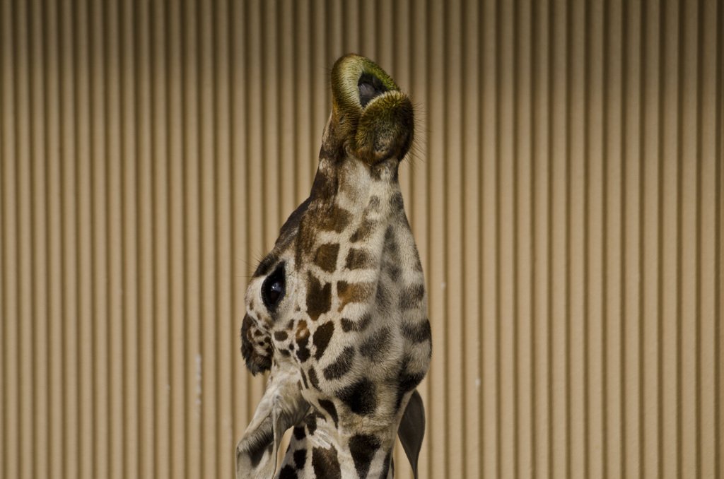 うぉぅ～～～っ