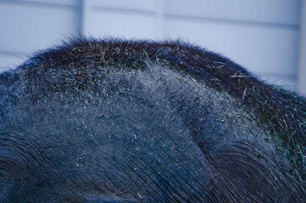 ぞうさんの頭頂部