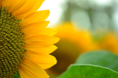 植物園にて　ひまわり