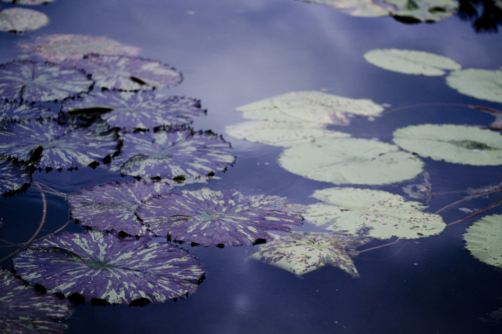 植物園にて　蓮池