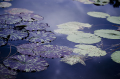 植物園にて　蓮池
