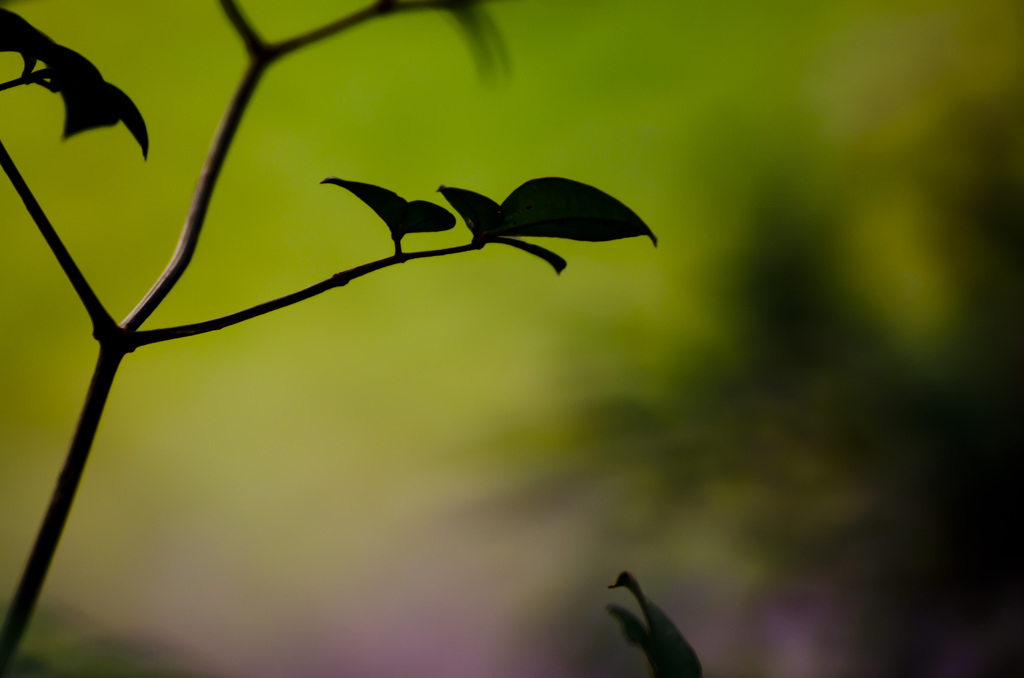 影絵みたいでしょ