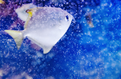 It swims in snow