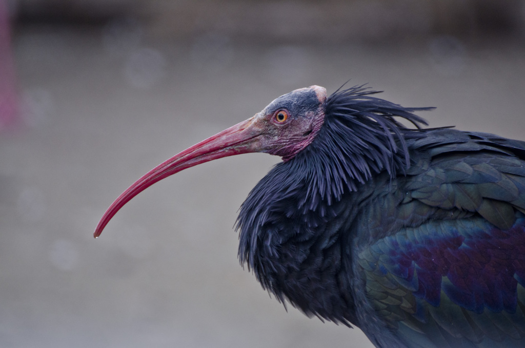 ベネチアンマスクみたい…