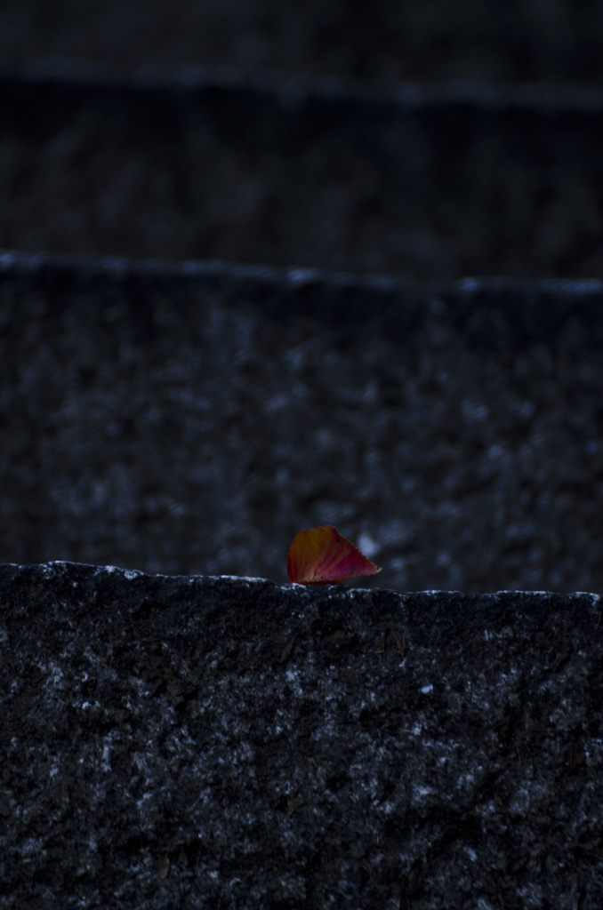 fallen leaves