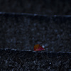 fallen leaves