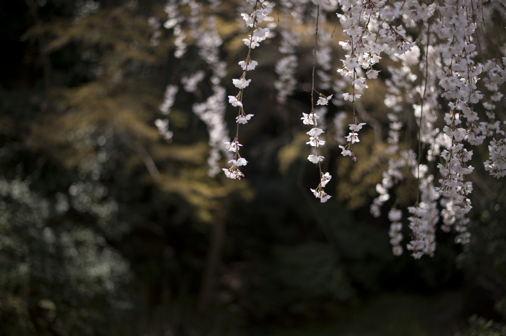 桜の夢
