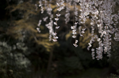 桜の夢