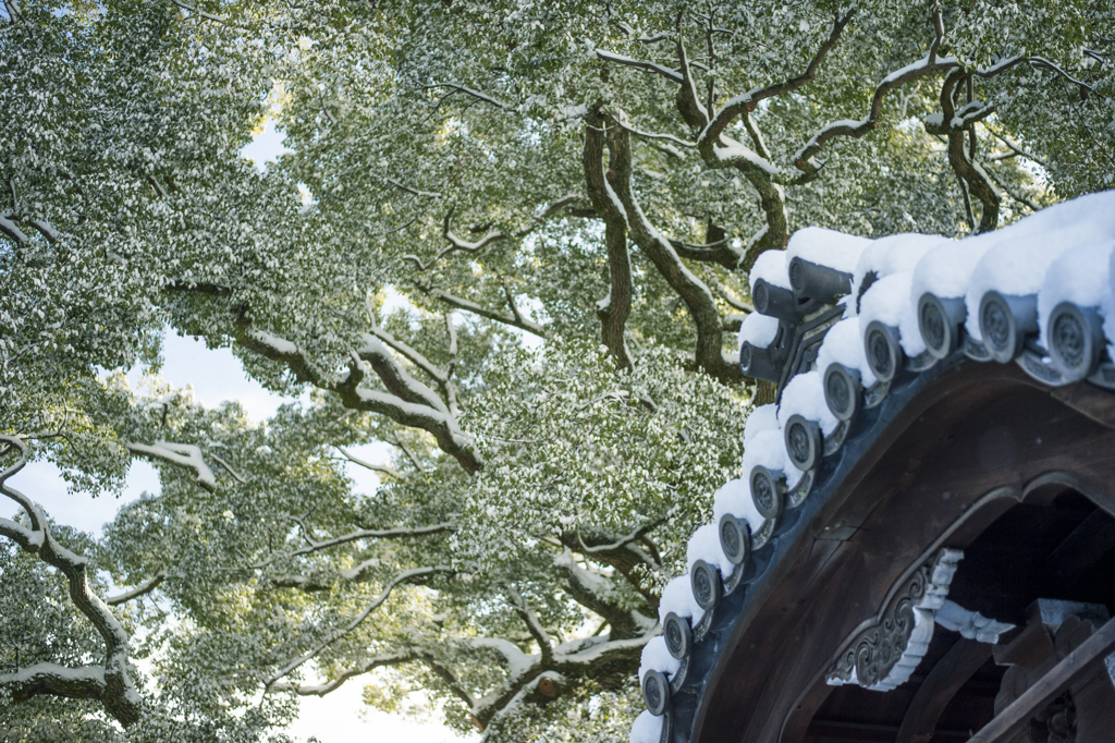 新熊野神社　御神木2