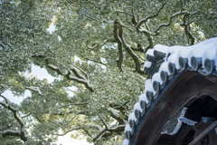 新熊野神社　御神木2