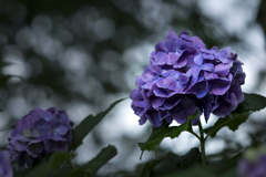 善峯寺の紫陽花3