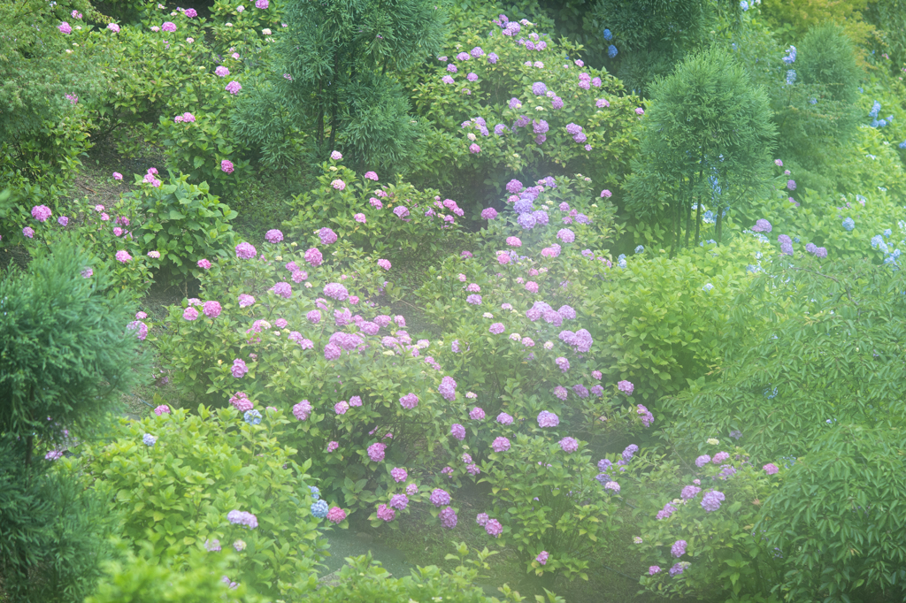 善峯寺の紫陽花10