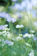 秋桜3