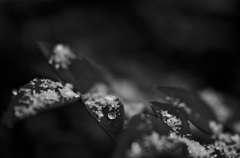 雪と結晶