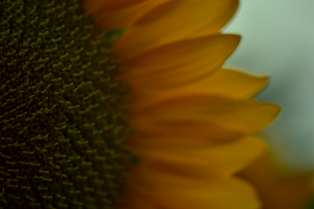 植物園にて　アンニュイなひまわり