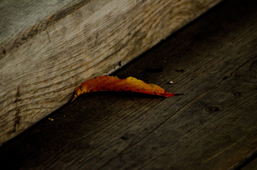 fallen leaves