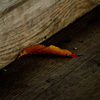 fallen leaves