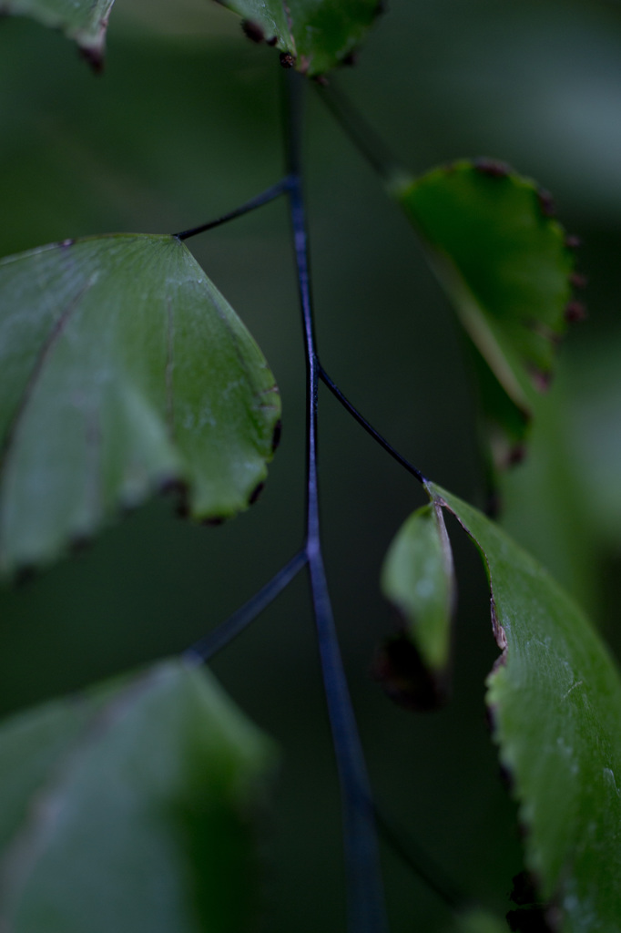 黒の誘惑