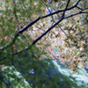 雨に濡れた青紅葉1