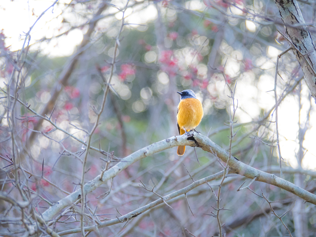 初めての鳥さん3