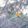 初めての鳥さん3