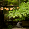 貴船の川床　１