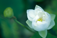 白い蓮の花